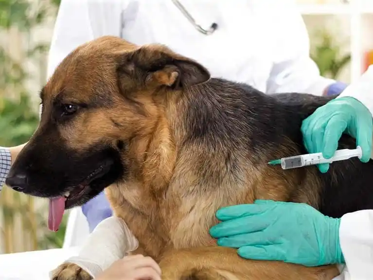 Realizarán una nueva jornada de vacunación antirrábica este jueves