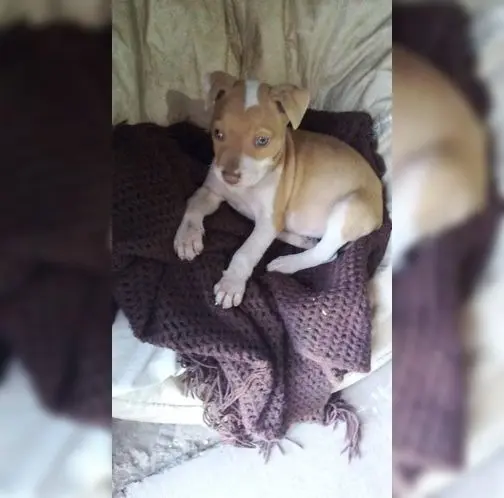 Se extravió perra de 6 meses cerca de la escuela N°11