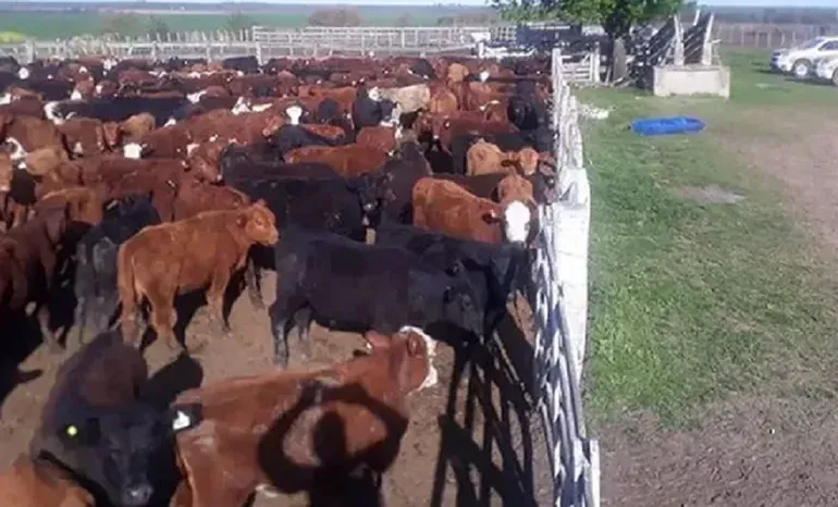 Alerta en la región: Precaución por casos de Anaplasmosis Bovina