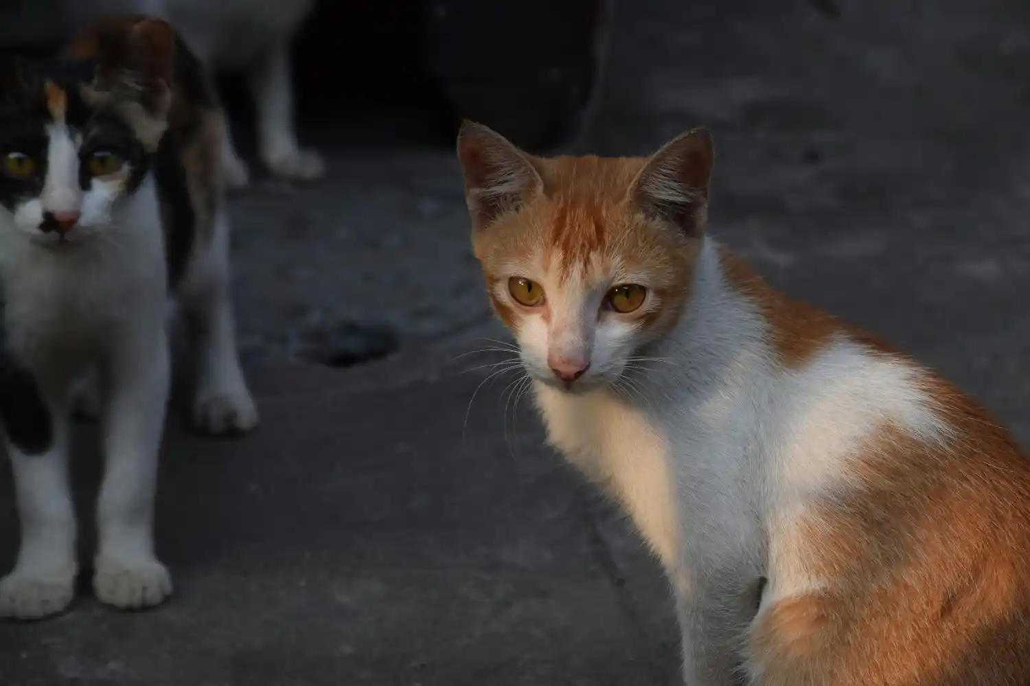 Zoonosis municipal: atención gratuita para el cuidado animal y la prevención en la comunidad