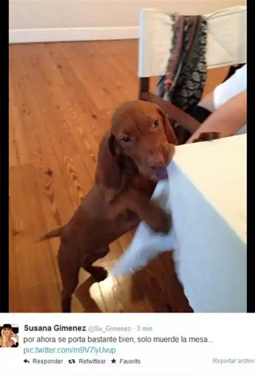 Susana presentó a su nuevo amor por Twitter