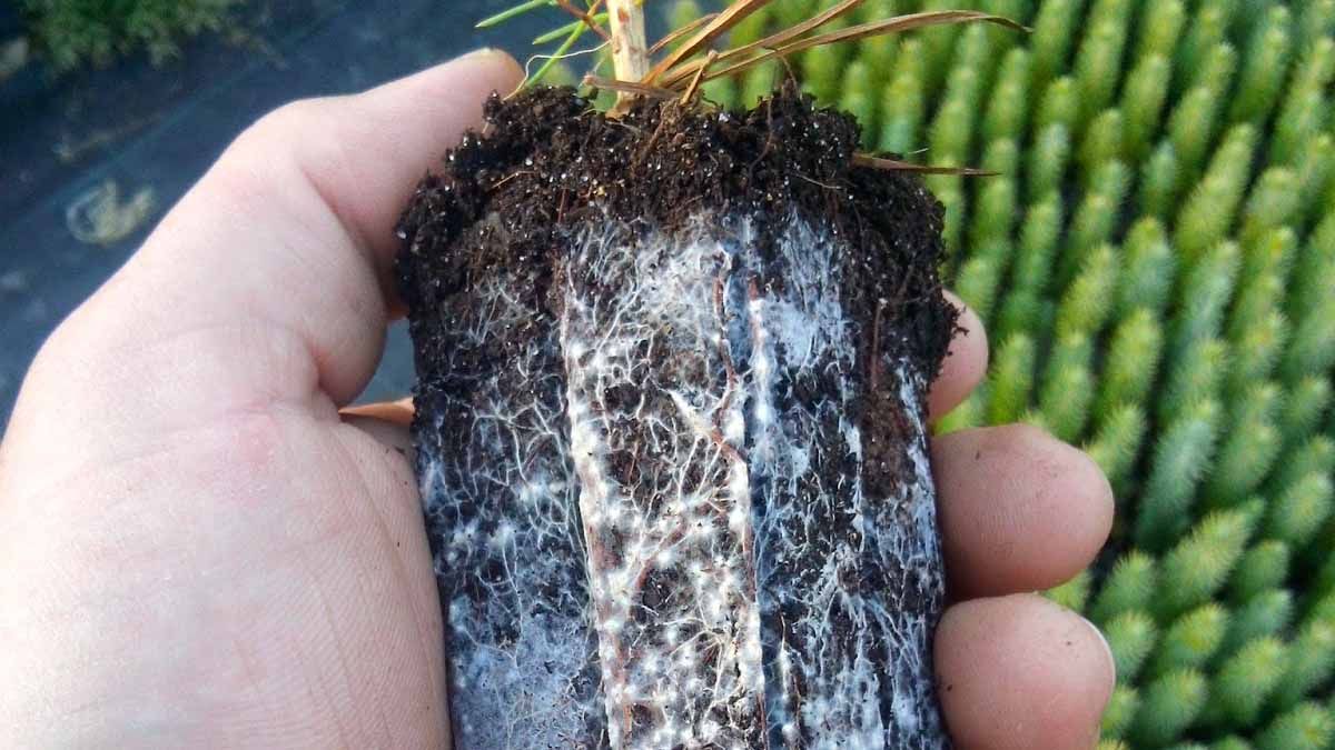 Los hongos micorrícicos arbusculares (HMA) son la forma más antigua y ancestral de simbiosis micorrizal