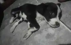 Mascotandil solicita colaboración para continuar con sus tareas de rescate animal