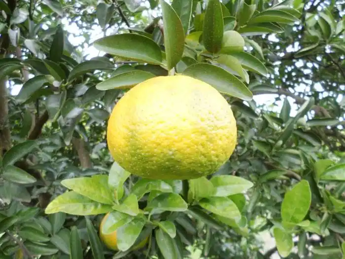 Cómo reconocer los síntomas del HLB, la enfermedad  más grave de los cítricos