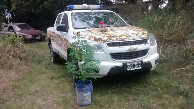 Hallaron una plantación de marihuana en un campo de la provincia