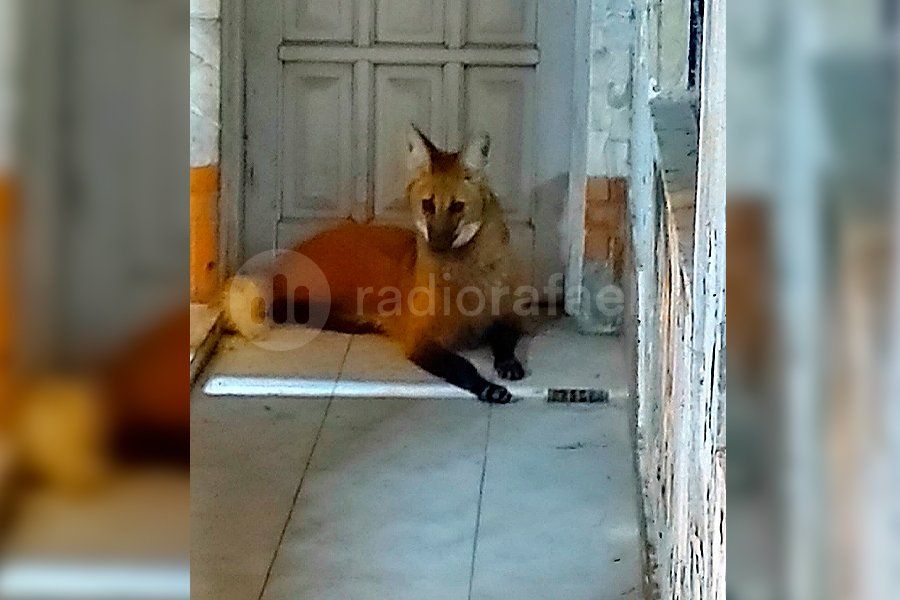 Apareció otro Aguará Guazú en Rafaela: ¿en qué sector?