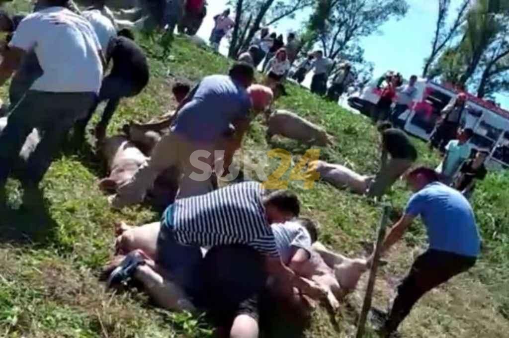 Video: volcó un camión con cerdos en Córdoba y los vecinos se desesperaron por llevárselos 