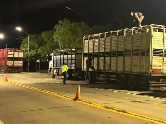 Refuerzan controles en pasos fronterizos de Federación para prevenir la propagación de garrapatas en el ganado