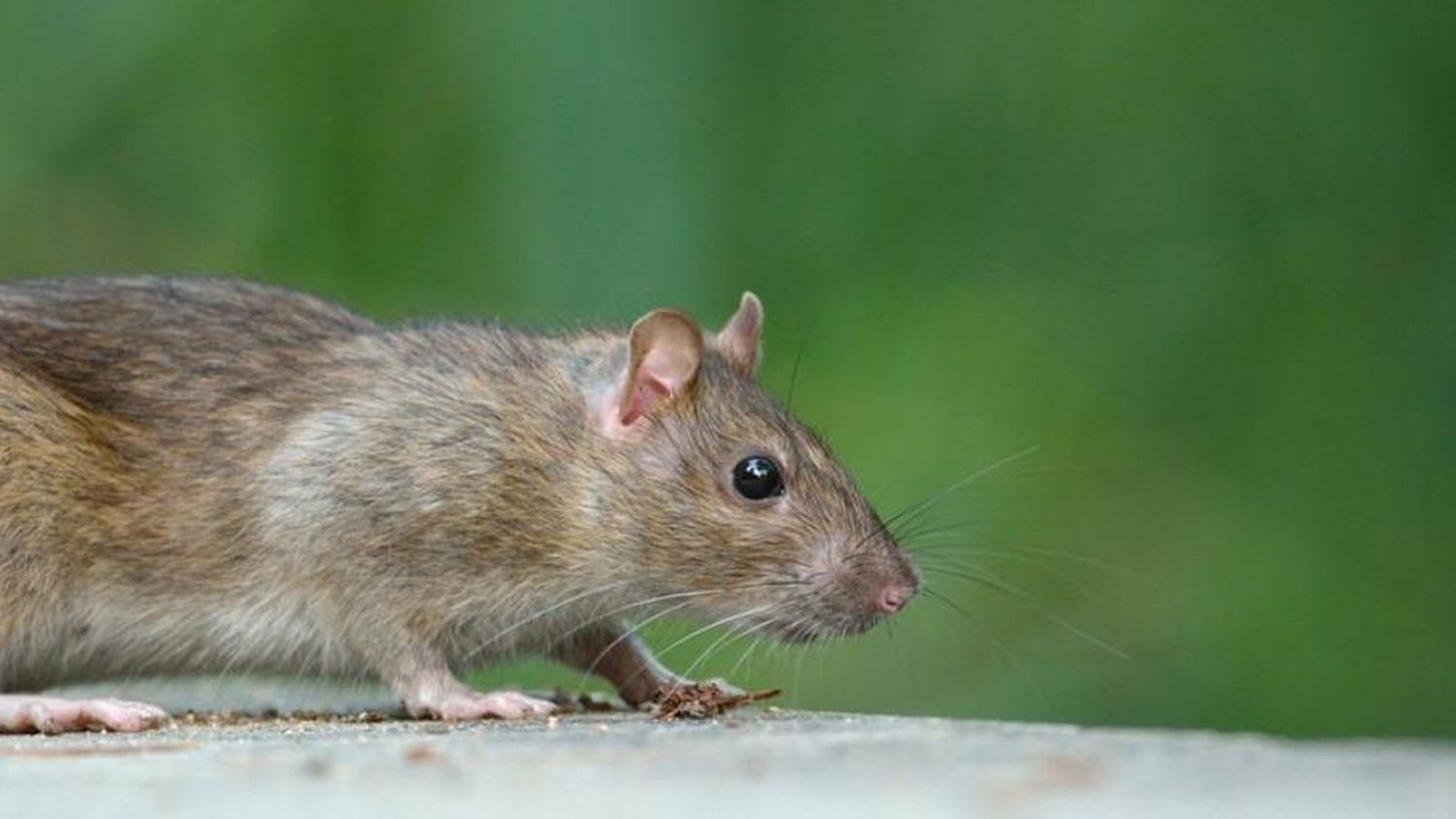 Video: Misterio por una ratita que apareció con una planta en la espalda