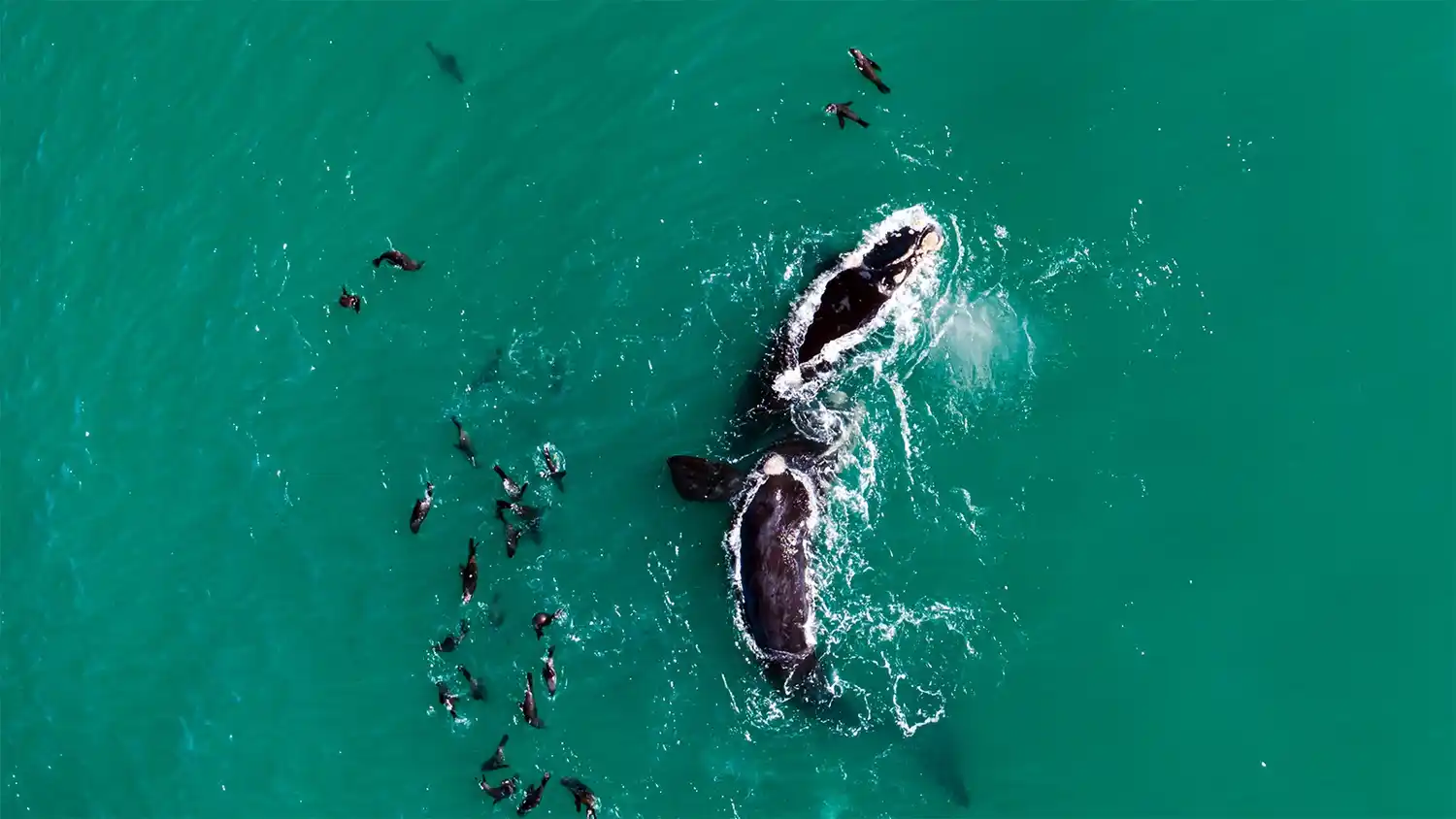 Buen vista. El avistaje de ballenas es una de las propuestas  para las vacaciones