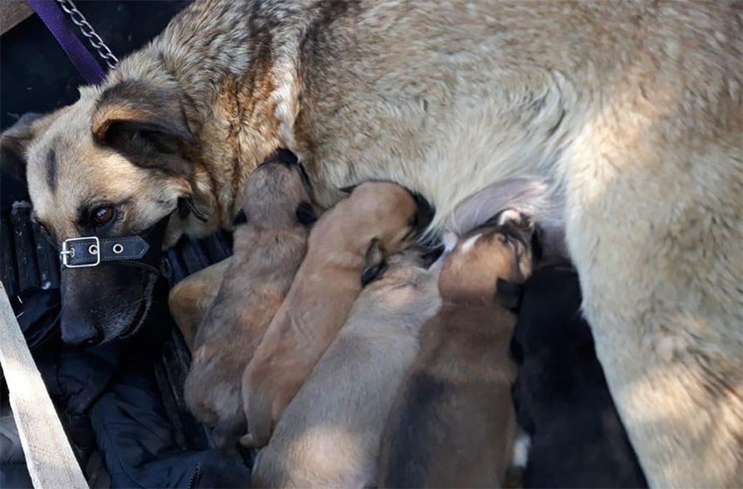 Rescataron a una perra y cinco cachorritos en Estación Chapadmalal