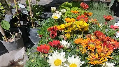 Plantines. Por el Hospital