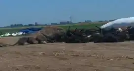 Investigan la muerte de un millar de vacunos en cuatro feedlots santafesinos
