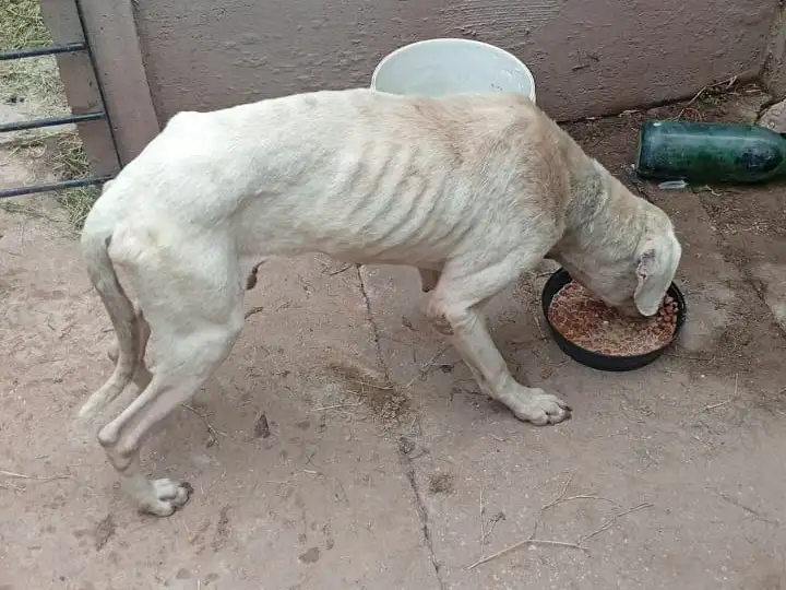 El perro se recupera lentamente.