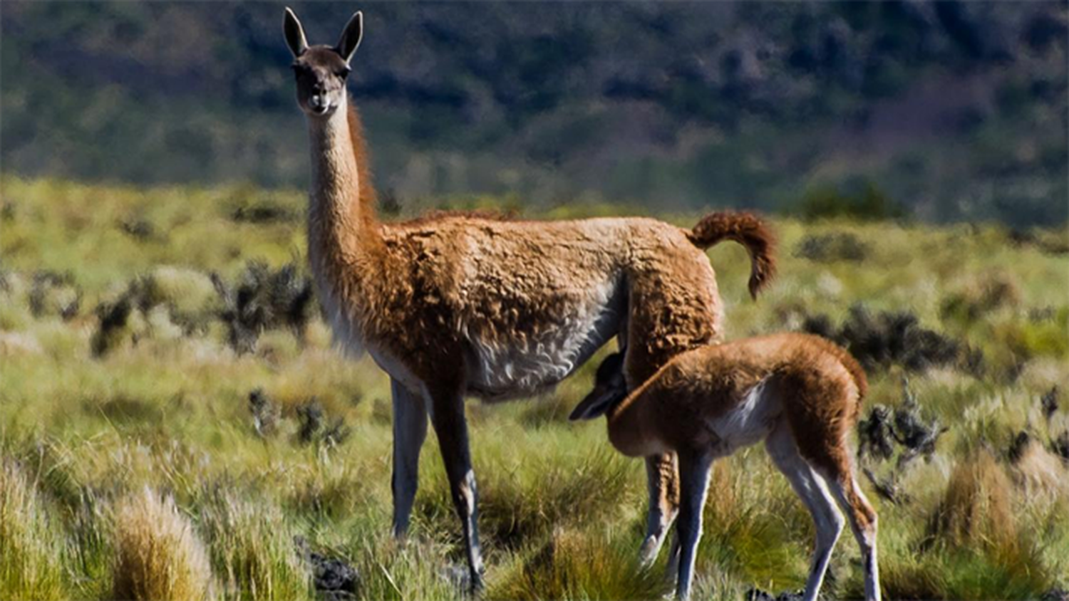 Guanacos.