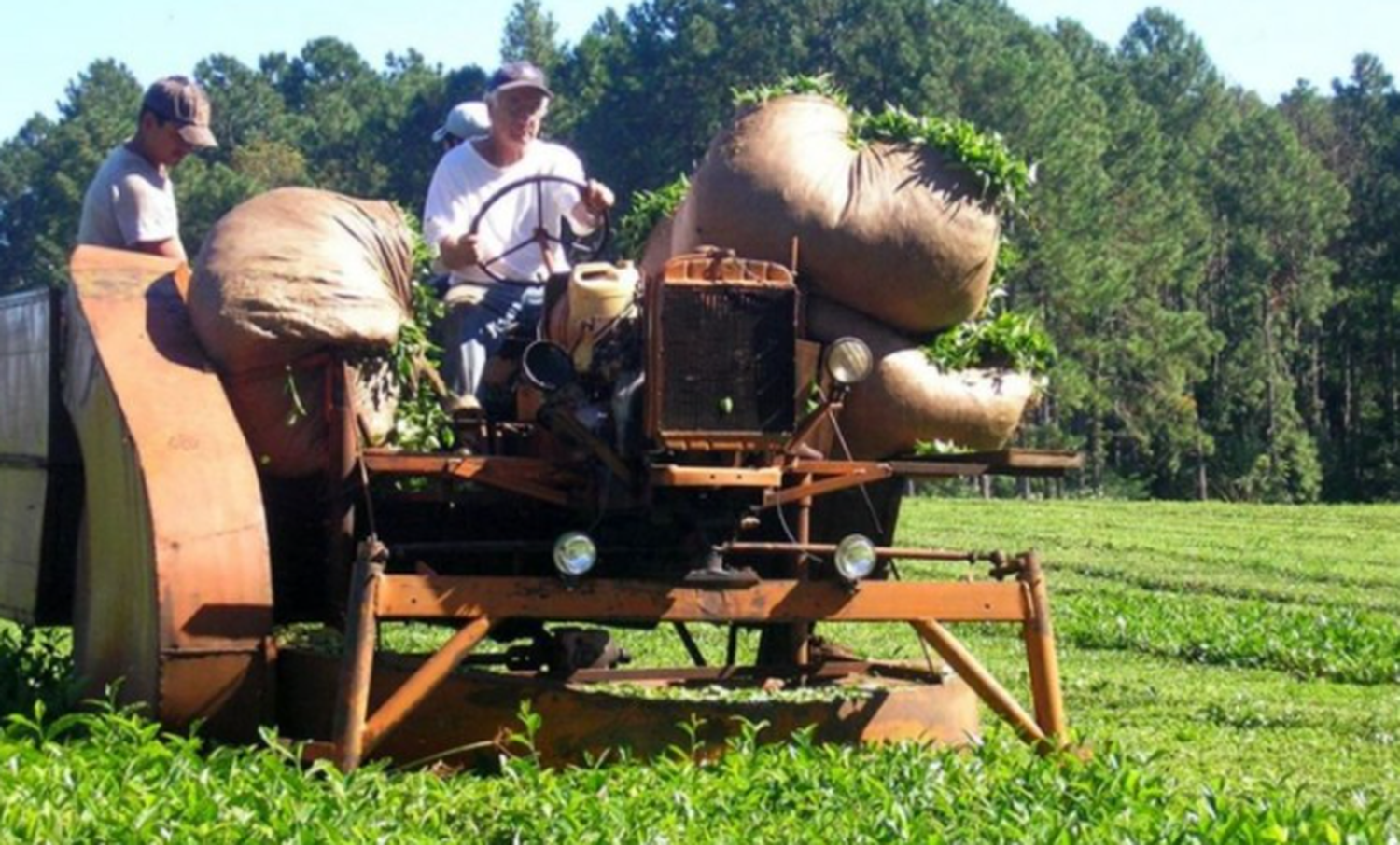 El país norteamericano importa el 66% del té que se produce en nuestro país.