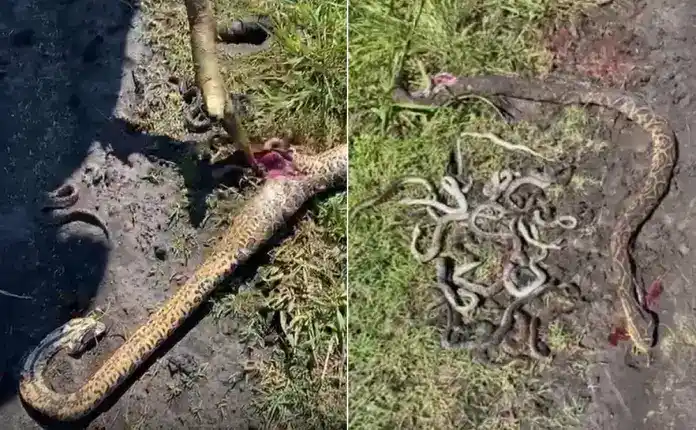 Sorpresa en el campo