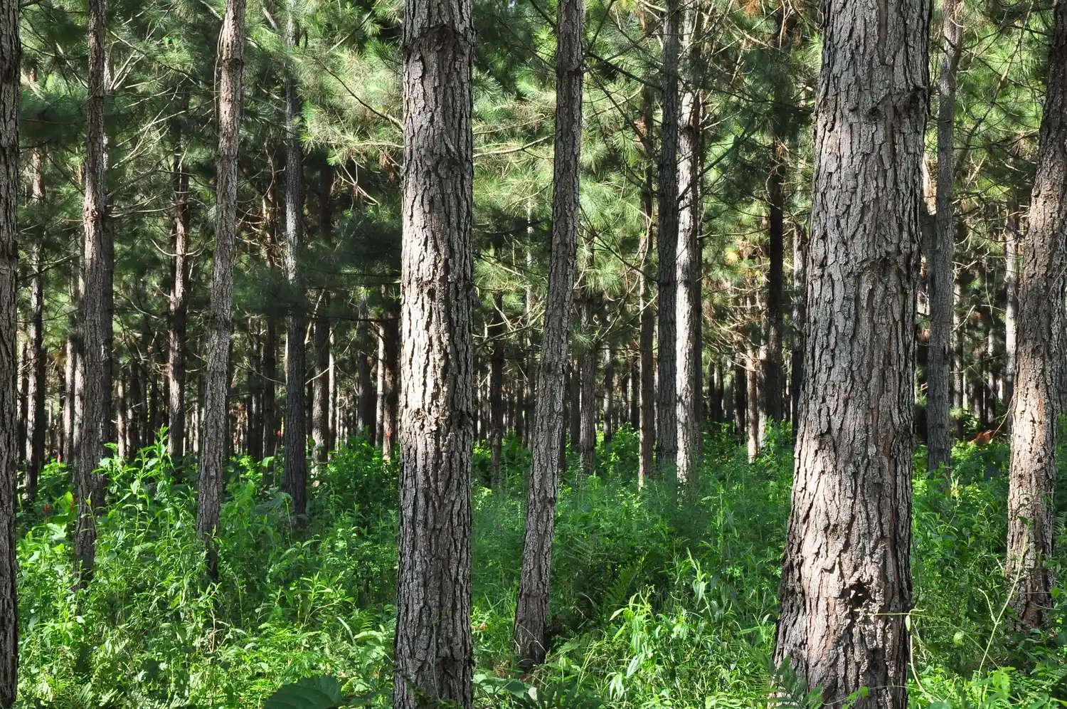 Lanzaron una plataforma para monitorear la evolución de bosques cultivados