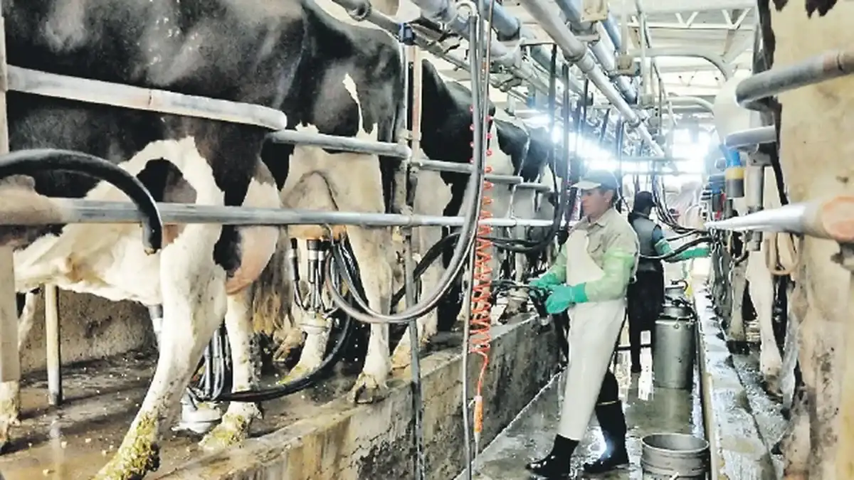 La lechería entrerriana cerró 2025 con un récord de 440 millones de litros producidos