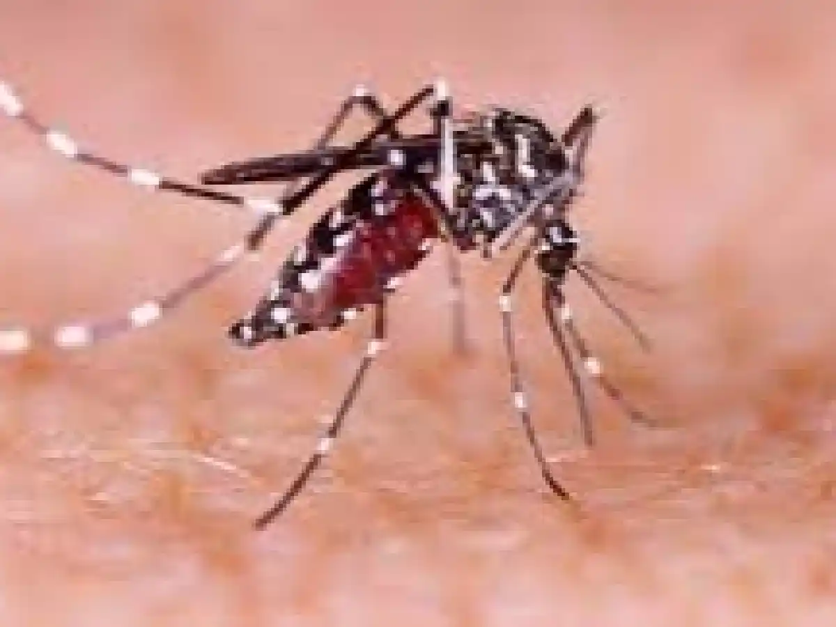 Se confirmaron más de 28 mil casos de dengue y piden reforzar los cuidados