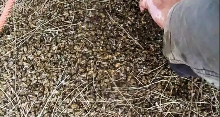 La mortandad de abejas como advertencia por el uso de agrotóxicos
