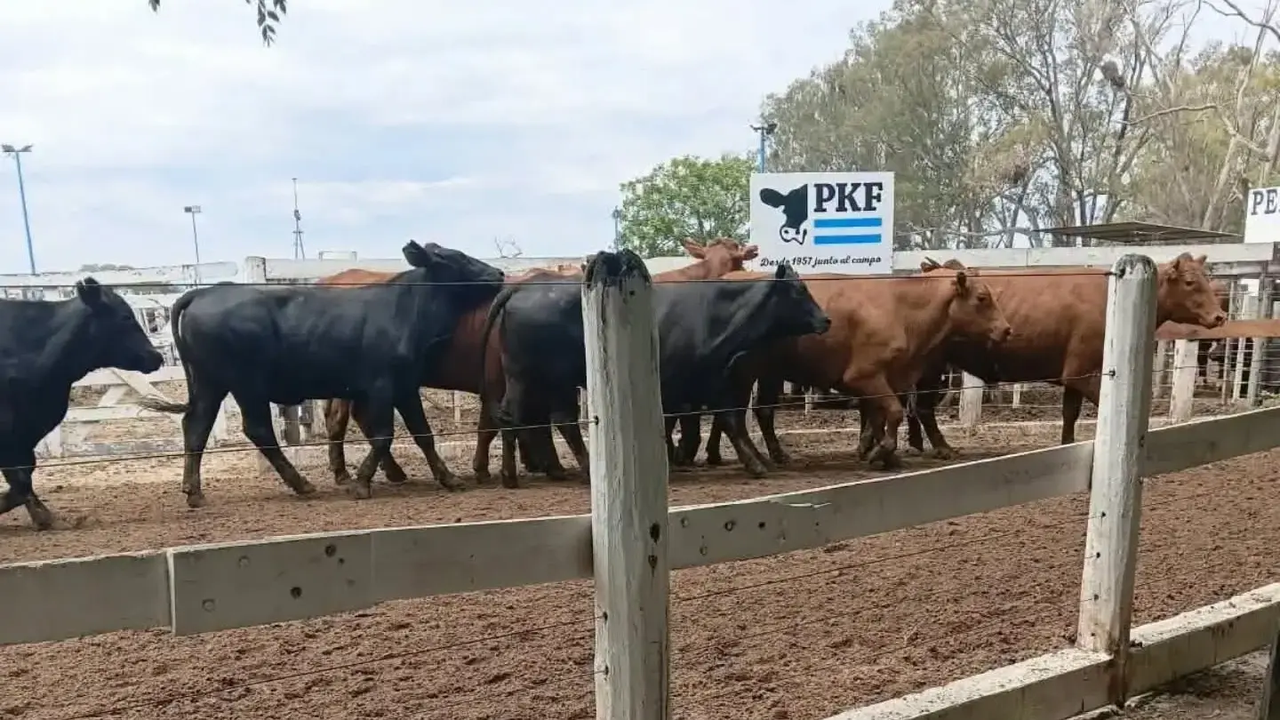 Los Pumas secuestraron 12 animales que habían sido llevados a remate en la zona de Huanqueros