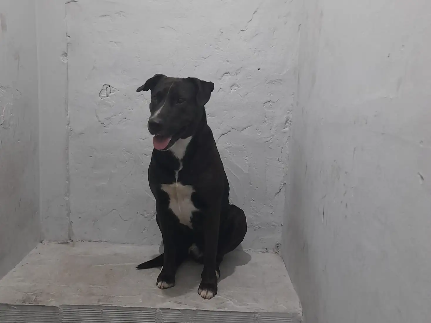 El perro se encuentra en la Comisaría 2da a la espera de adopción responsable o algún hogar que pueda darle contención.
