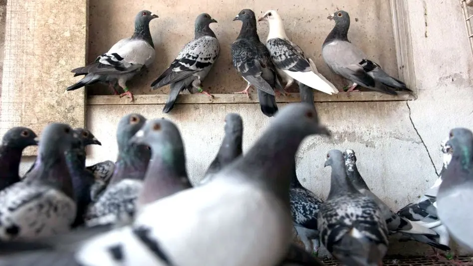 Colombofilia: 'las palomas mensajeras pueden recorrer grandes distancias y siempre encuentran el camino a su palomar'