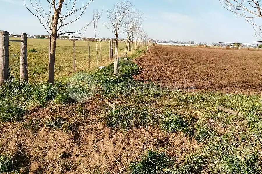 Insólito: cortaron un alambrado y robaron tres vacas de un campo