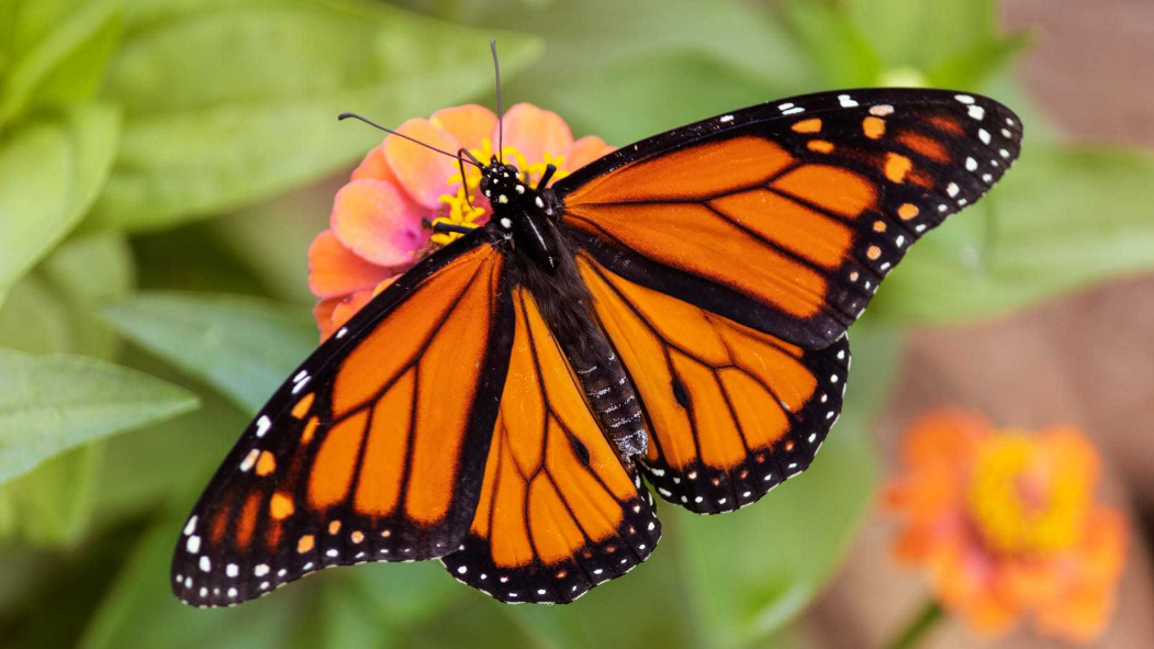 Se creó un jardín de mariposas y picaflores en La Delfina