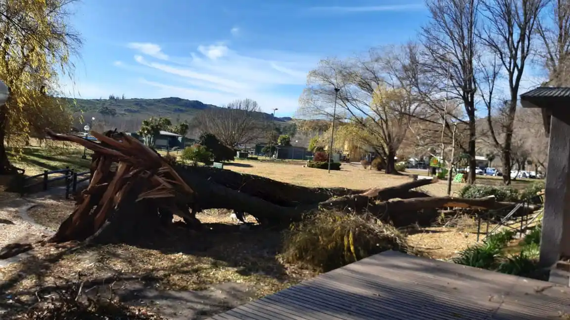 Se cayó un árbol de más de 150 años