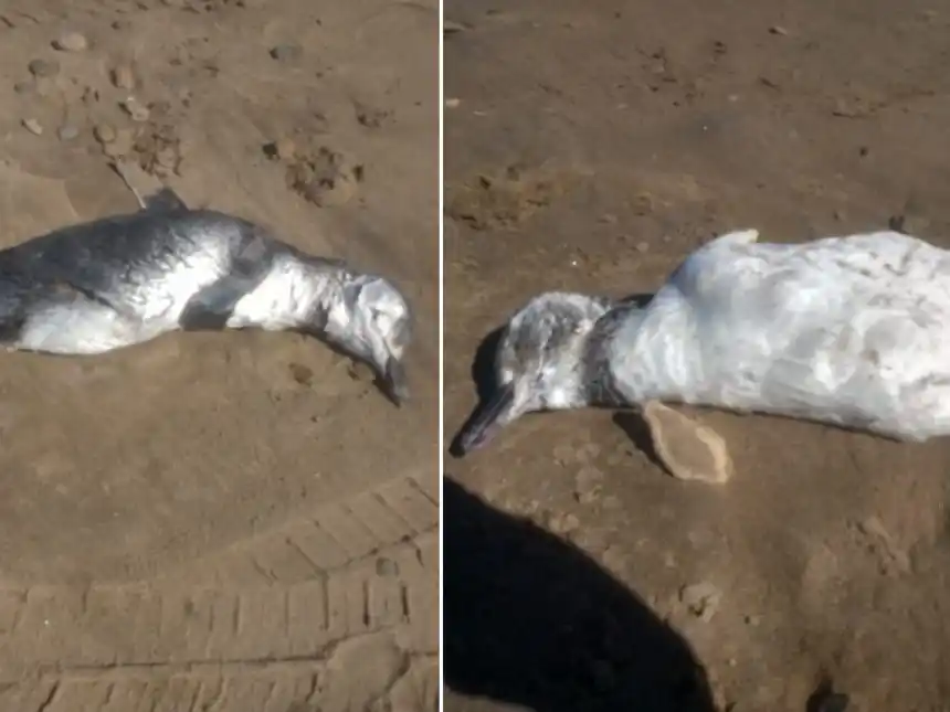 Pingüinos muertos en la playa