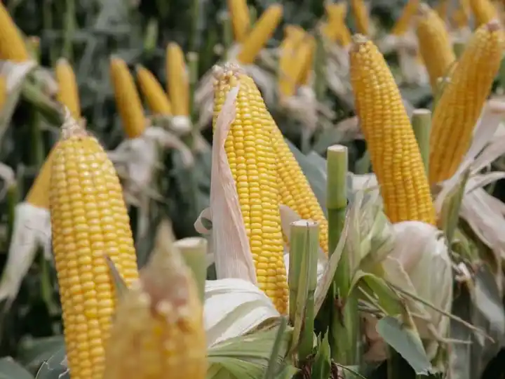 Productores de maíz piden acelerar la baja de las retenciones y que sea por ley