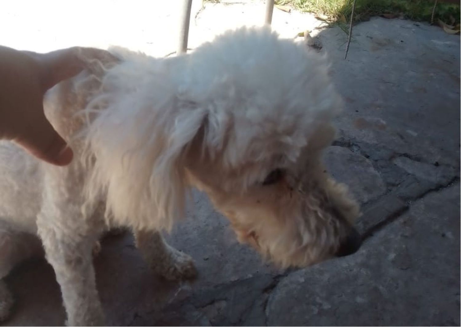 Natu encontró a este caniche
