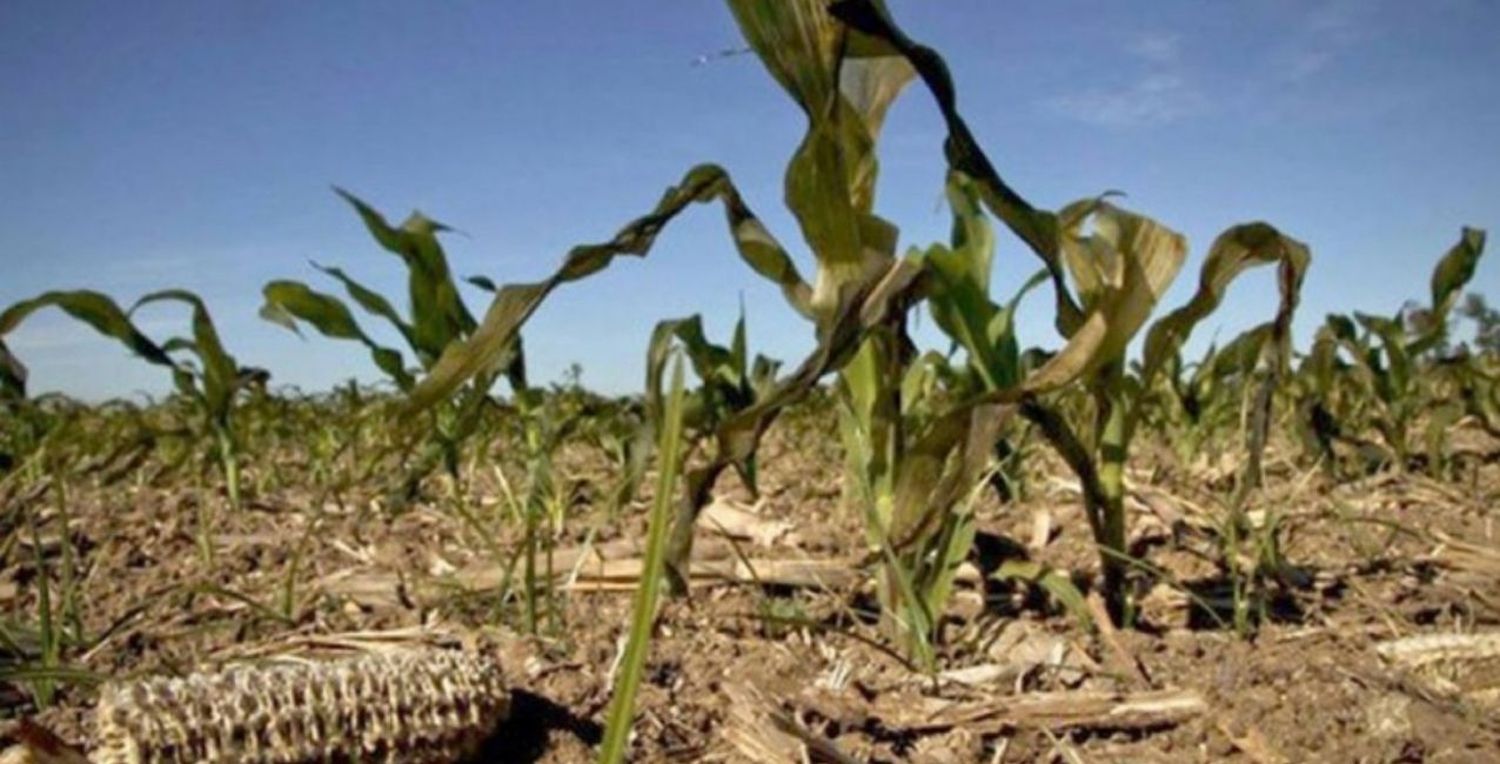 Declaran la emergencia agropecuaria en Entre Ríos