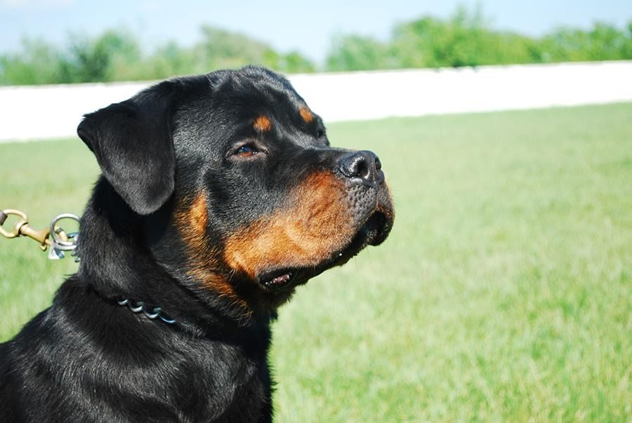 Tres perros atacaron a un caniche y lo mataron: Vuelven a discutir “tenencia responsable” en Luján