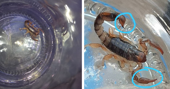 Hallan alacranes en el barrio El Amanecer, pero no venenosos: ¿cómo reconocerlos?