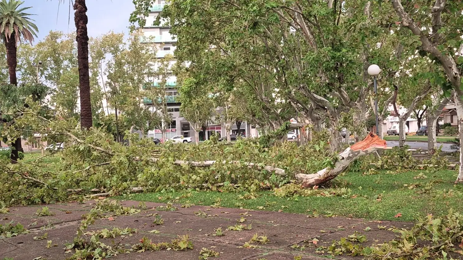 Casilda temporal - 7