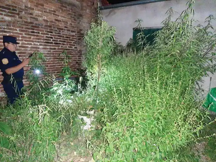 Policía de Entre Ríos  descubre un invernadero  de marihuana en un baldío