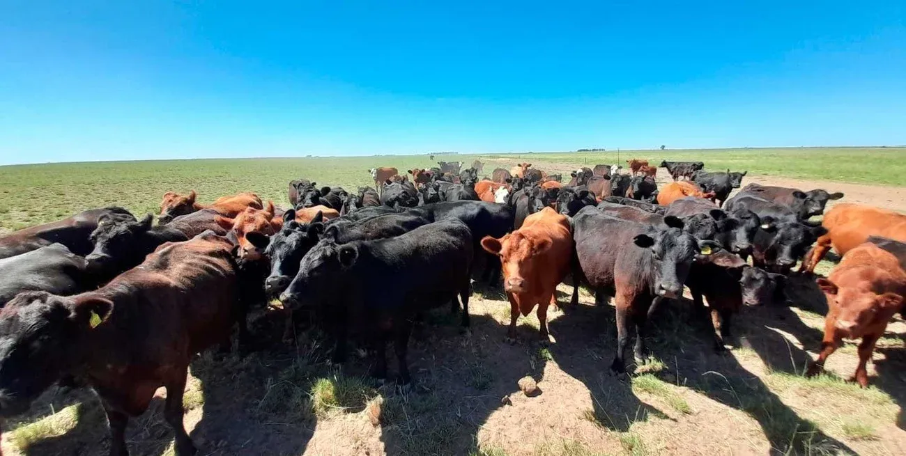 En los primeros seis meses del año, de las 1.516 mil toneladas de carne vacuna producidas en el período, la exportación solo se llevó el 24%, es decir, unas 370,5 mil toneladas, un 19% menos que lo embarcado un año atrás.