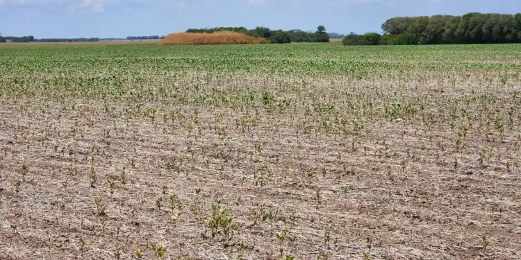 El drama de la sequía: Carbap le reclamó medidas urgentes al Gobierno Nacional