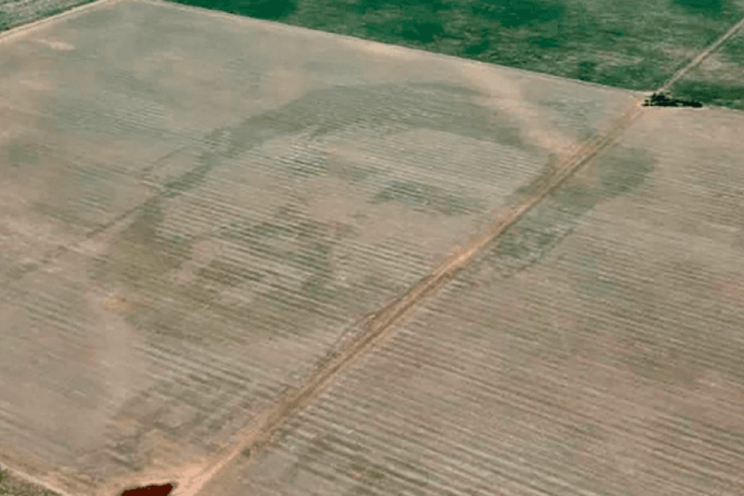 Campo de campeón: "dibujaron" el rostro de Messi en plantaciones de maíz