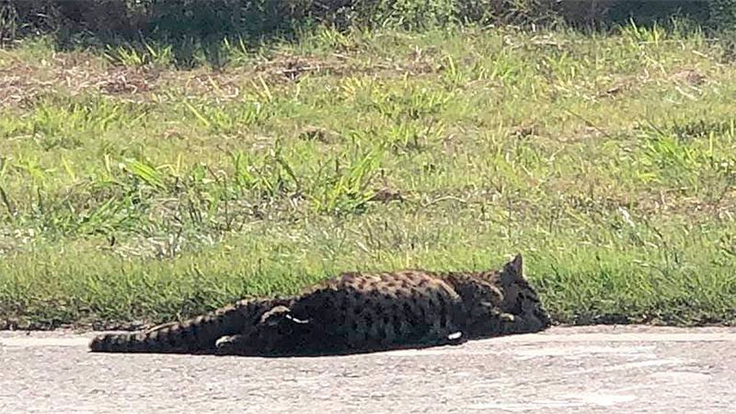 Encontraron muerto a un gato montés a la vera de Ruta 11, en zona de Oro Verde