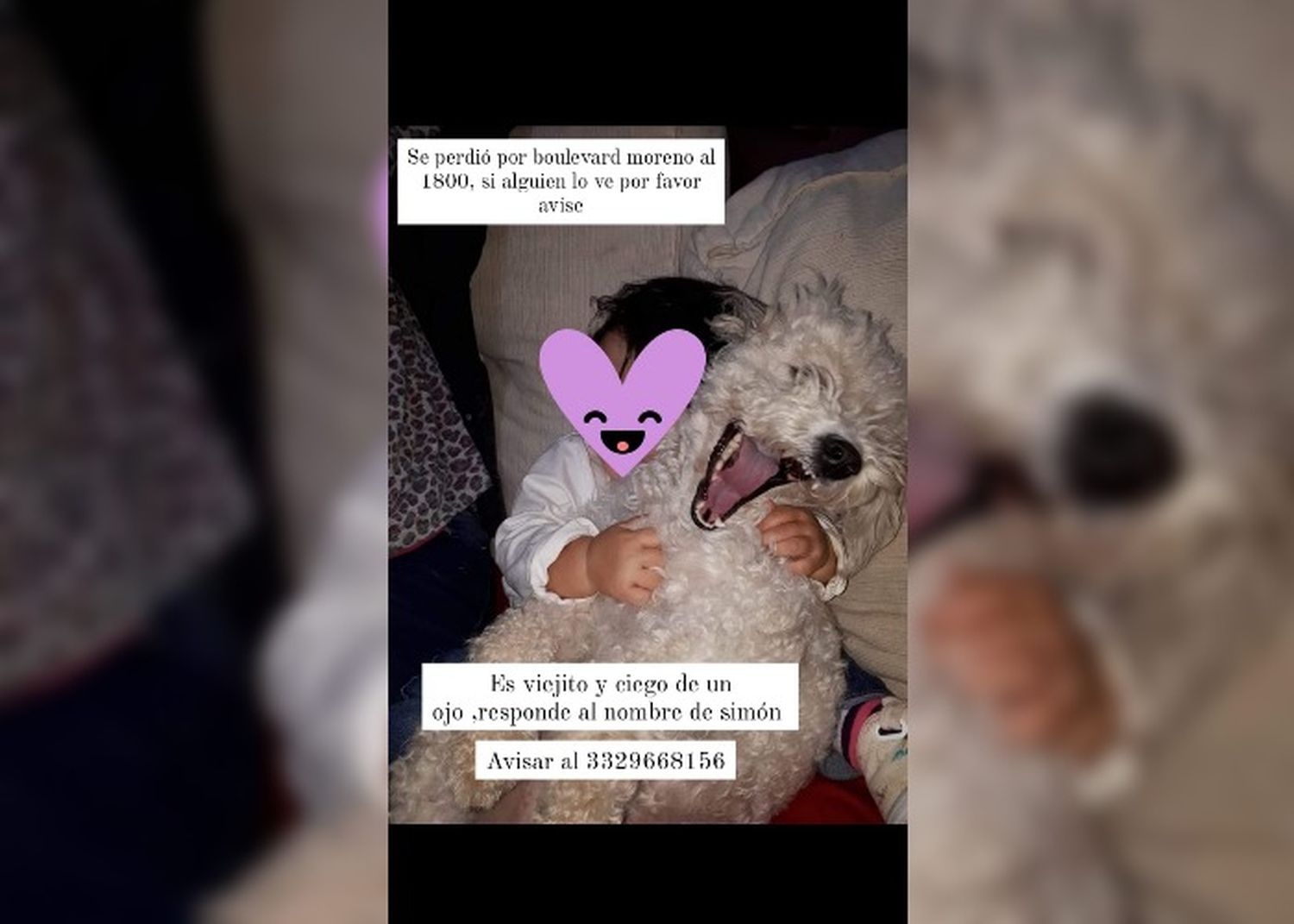 Se perdió Simón en Boulevard Moreno al 1800