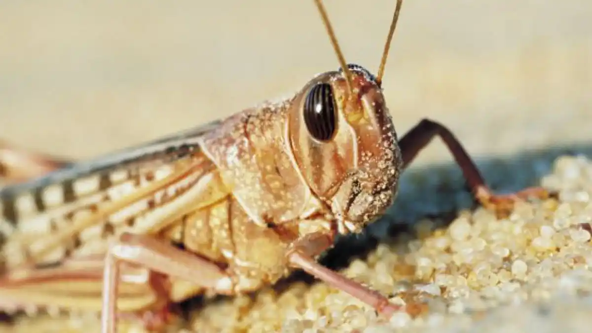 Langostas: Su reaparición tras más de seis décadas preocupa en varias provincias