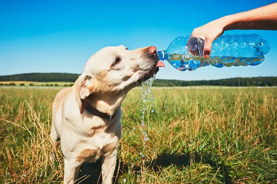 ¿Cuáles son las recomendaciones para prevenir golpes de calor en los animales?