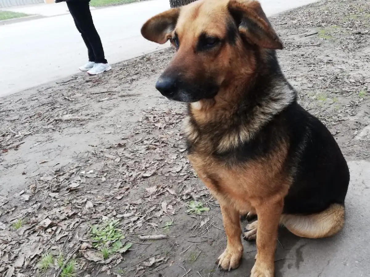 El domingo los perros festejarán su día