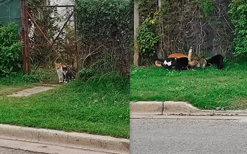 Derrumbaron la casa y los gatos quedaron en la calle: vecinos juntan dinero para castrarlos
