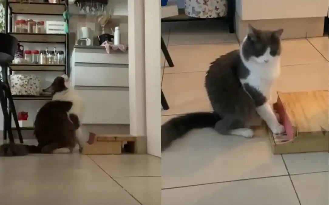 #EsViral | Limón: el gatito que todos aman por tocar el piano cuando necesita algo