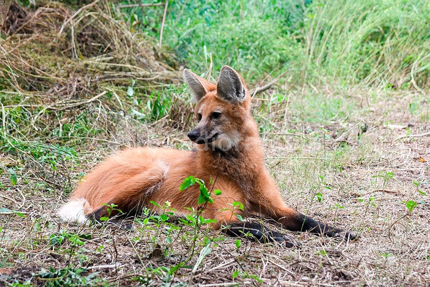 VIDEO | Un Aguará Guazú apareció en zona urbana gravemente herido: fue rescatado, sanado y reinsertado a su hábitat natural